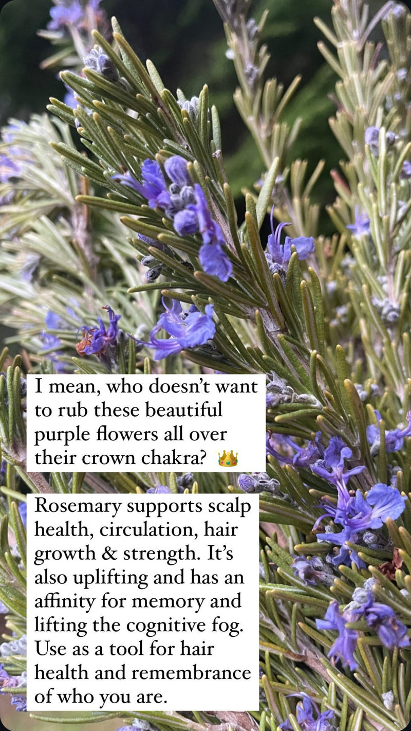 Rosemary + Horsetail Hair Serum